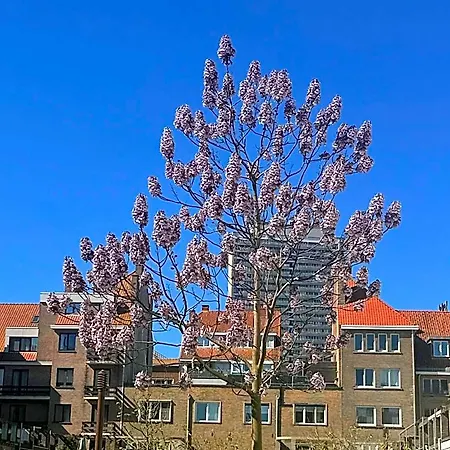 Logies Zen Aan Zee Oda ve Kahvaltı 4*