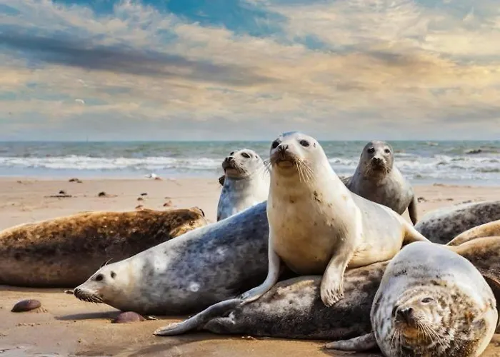 Logies Zen Aan Zee Frühstückspension